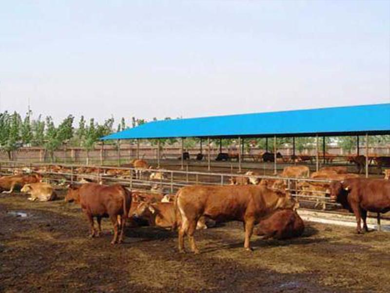 貴州黃平縣谷隴鎮萬(wàn)頭牛養殖基地